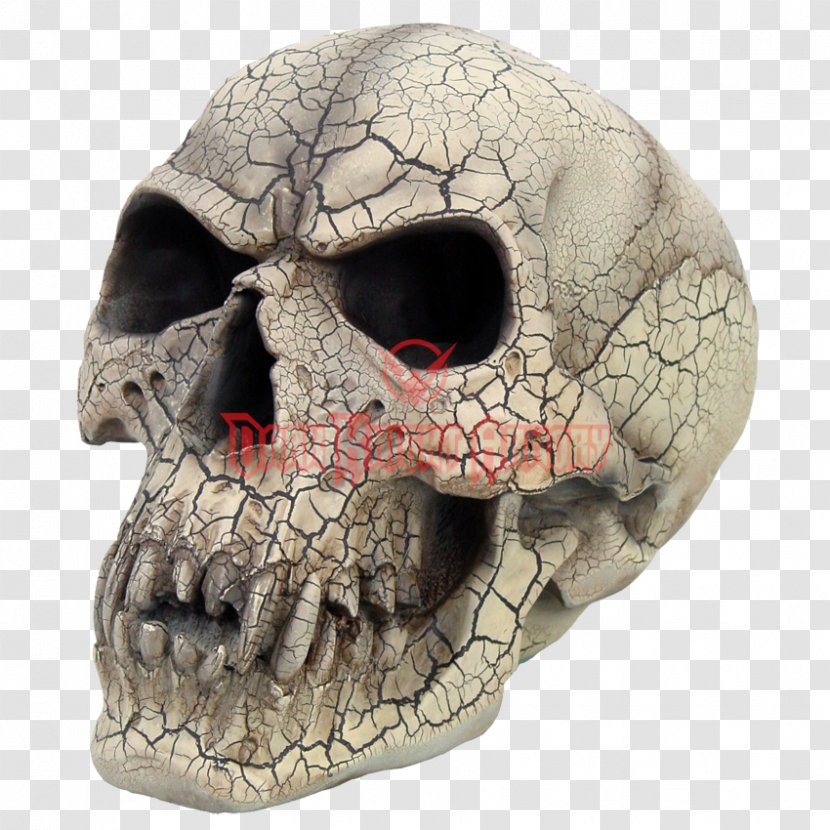 Vampire Skull Fang Human Skeleton - Jaw Transparent PNG