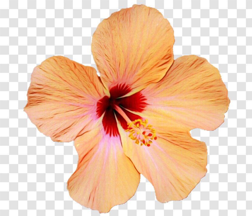 Orange - Petal - Mallow Family Plant Transparent PNG