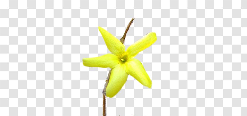 Plant Stem Flowering Plants - Forsycje Transparent PNG