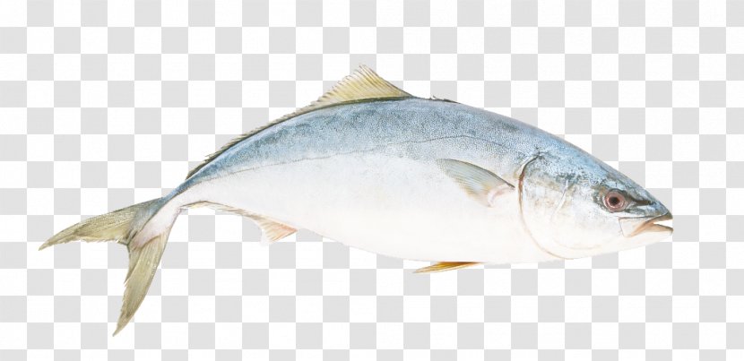 Fish Products Bony-fish Albacore - Bonyfish - Tuna Yellowtail Amberjack Transparent PNG