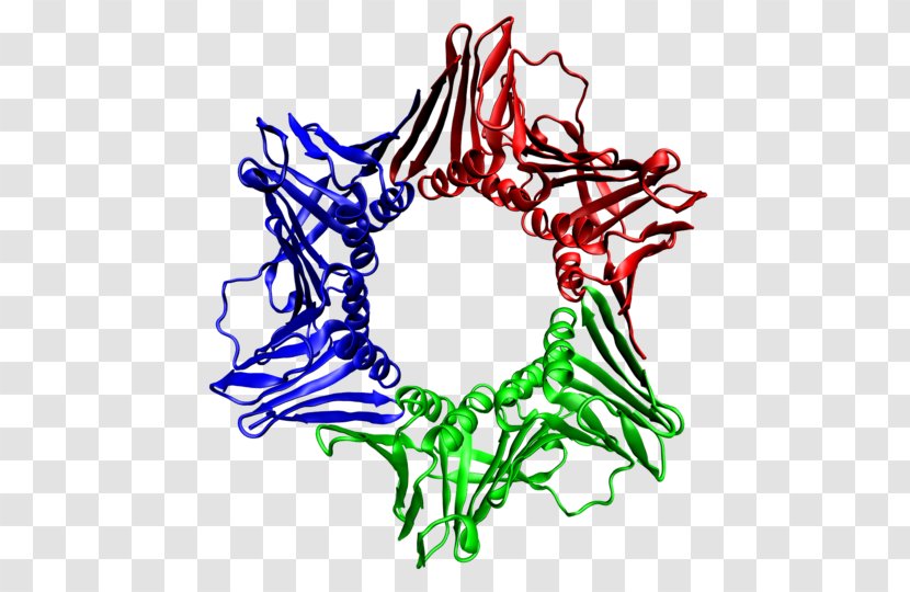 DNA Replication Clamp Proliferating Cell Nuclear Antigen Replisome - Tree - Dna Repair Transparent PNG