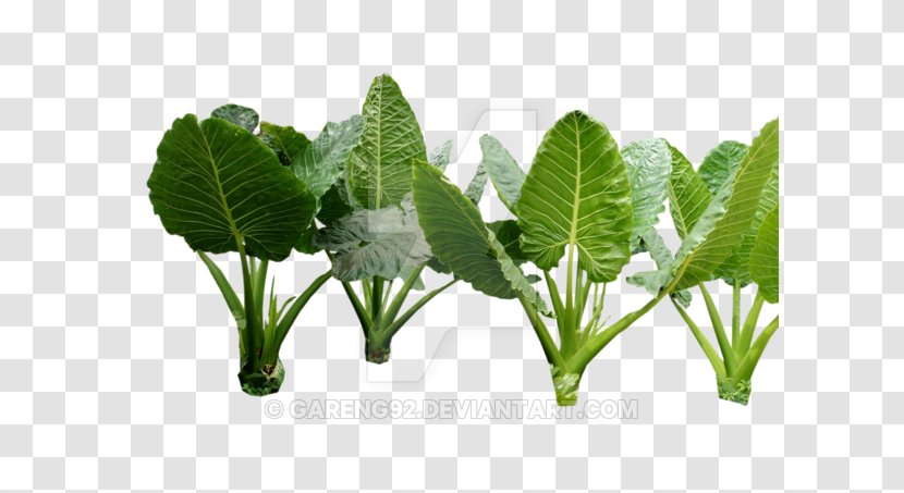 Leaf Vegetable Herb - Jungle Forest Transparent PNG