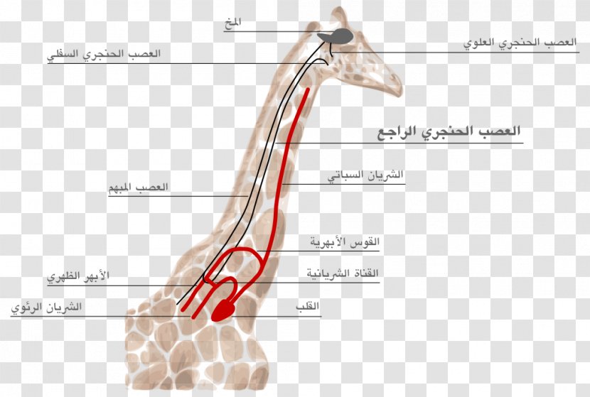 Giraffe Recurrent Laryngeal Nerve Superior Larynx - Silhouette Transparent PNG