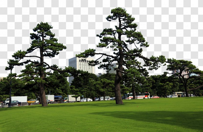 Tokyo Imperial Palace Ueno Park Bay - Conifer - Gaiemmae Transparent PNG