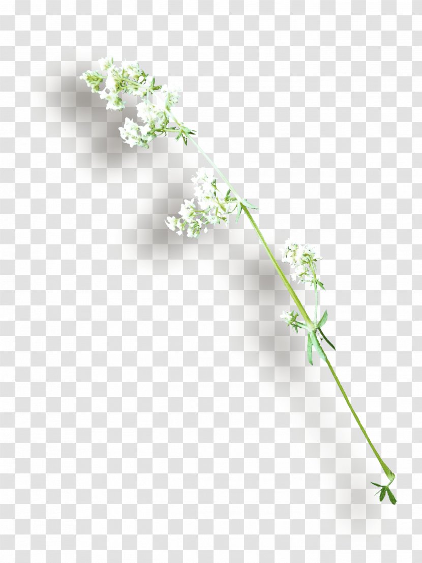 Twig Plant Stem Leaf Lilac Flower - Herb Transparent PNG