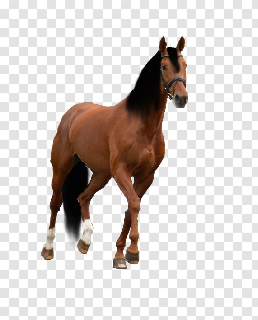 American Quarter Horse Paint Drawing Training - Like Mammal - Pattern Picture Material Transparent PNG