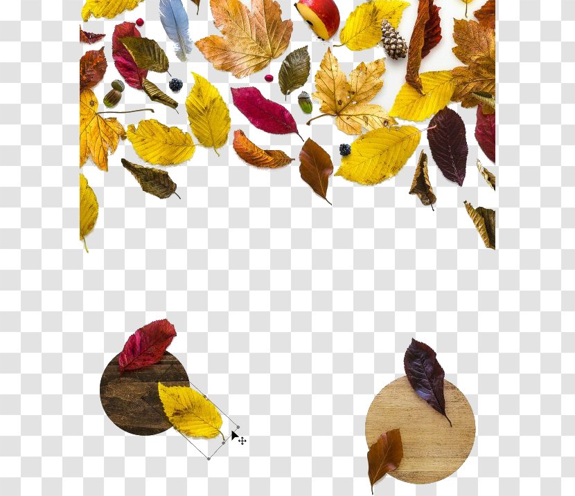 Mockup Photography Autumn - Petal - Leaves Transparent PNG