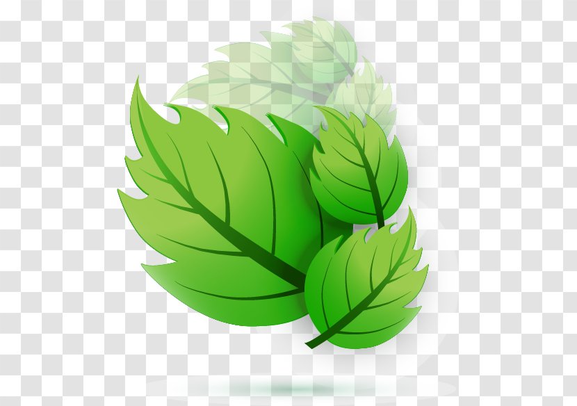 Leaf Euclidean Vector Adobe Illustrator - Green - Design Transparent PNG