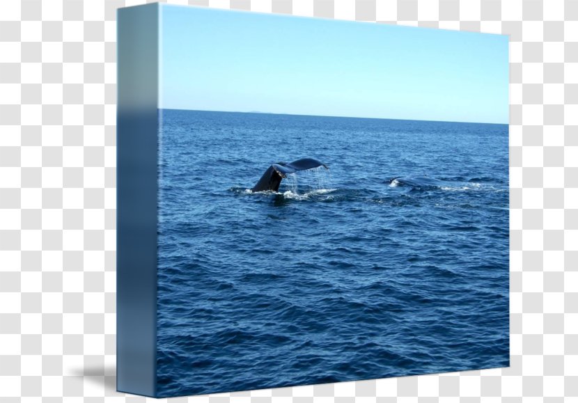 Gray Whale Douchegordijn Humpback Dolphin Water - Curtain - Tail Transparent PNG