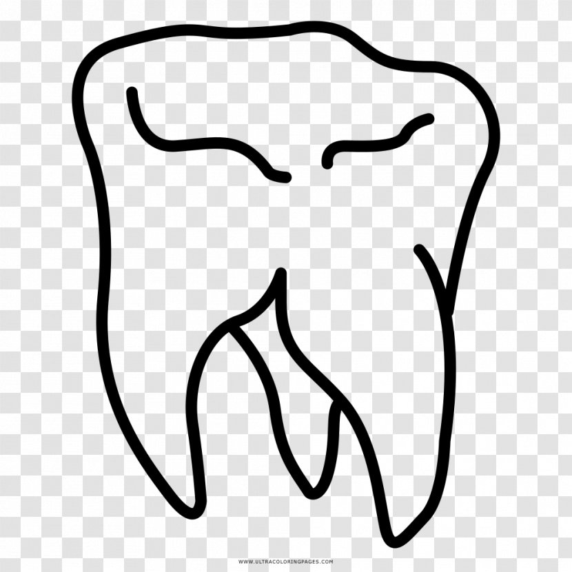 Wisdom Tooth Drawing Coloring Book - Frame - Painting Transparent PNG