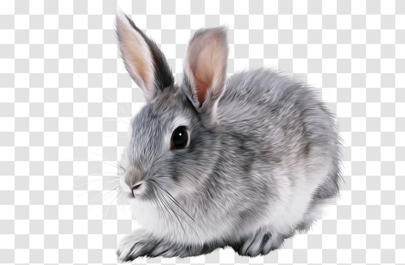 Hare European Rabbit Domestic - Mammal Transparent PNG