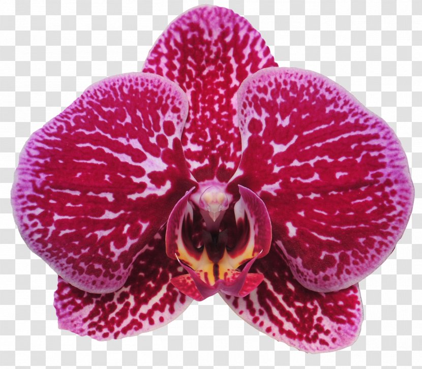 Moth Orchids Sinon Cut Flowers Plant - Red - Fuchsia Transparent PNG