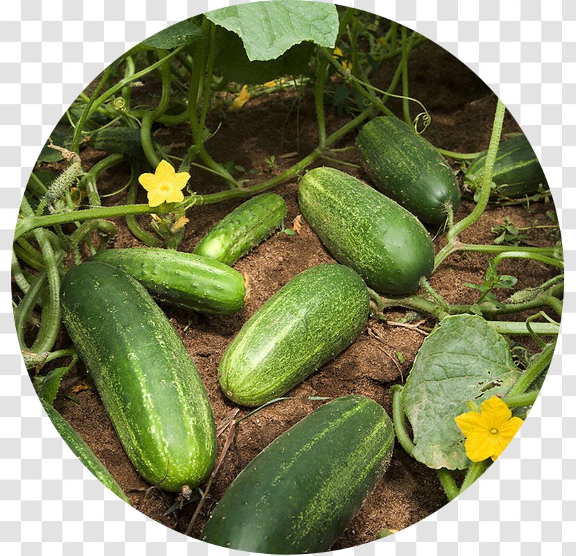 Pickled Cucumber Slicing Vegetable Garden Zucchini Transparent PNG