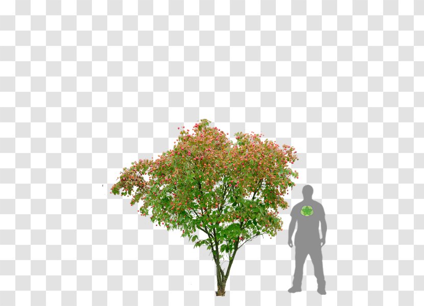 Kousa Dogwood Flowering Shrub Tree Plant - Flower Transparent PNG
