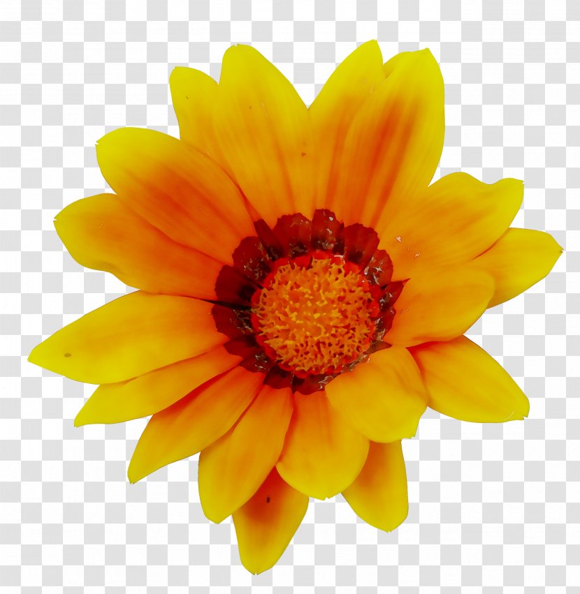 The Flower Fields Common Sunflower Image Transvaal Daisy - Organigram Holdings - Plant Transparent PNG