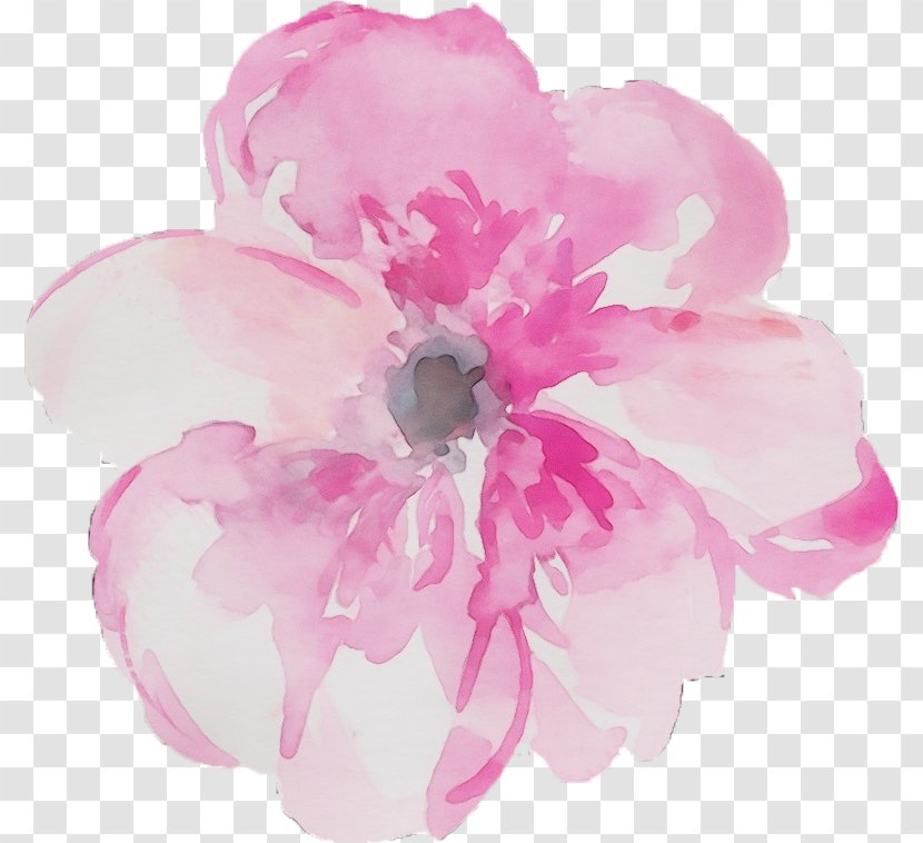 Rose Flower Drawing - Watercolor Painting - Cherry Blossom Cut Flowers Transparent PNG