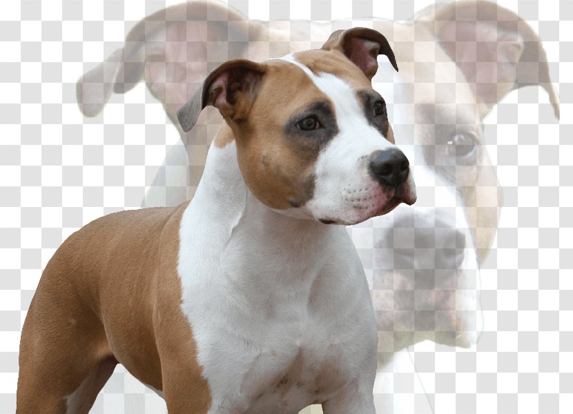 American Staffordshire Terrier Pit Bull Dog Breed - Amstaff Transparent PNG