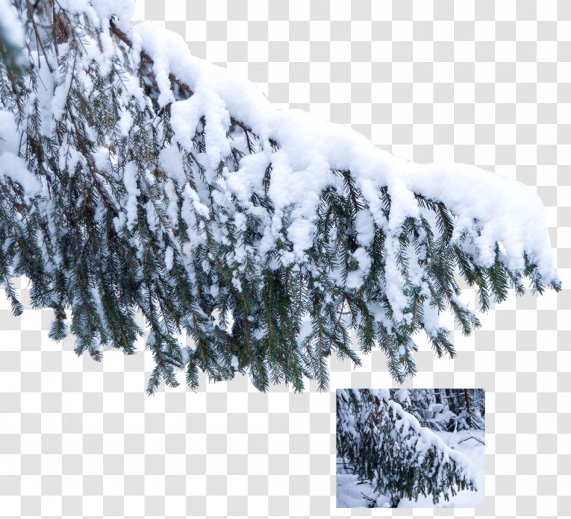 Tree Snow Branch Pine Winter Transparent PNG