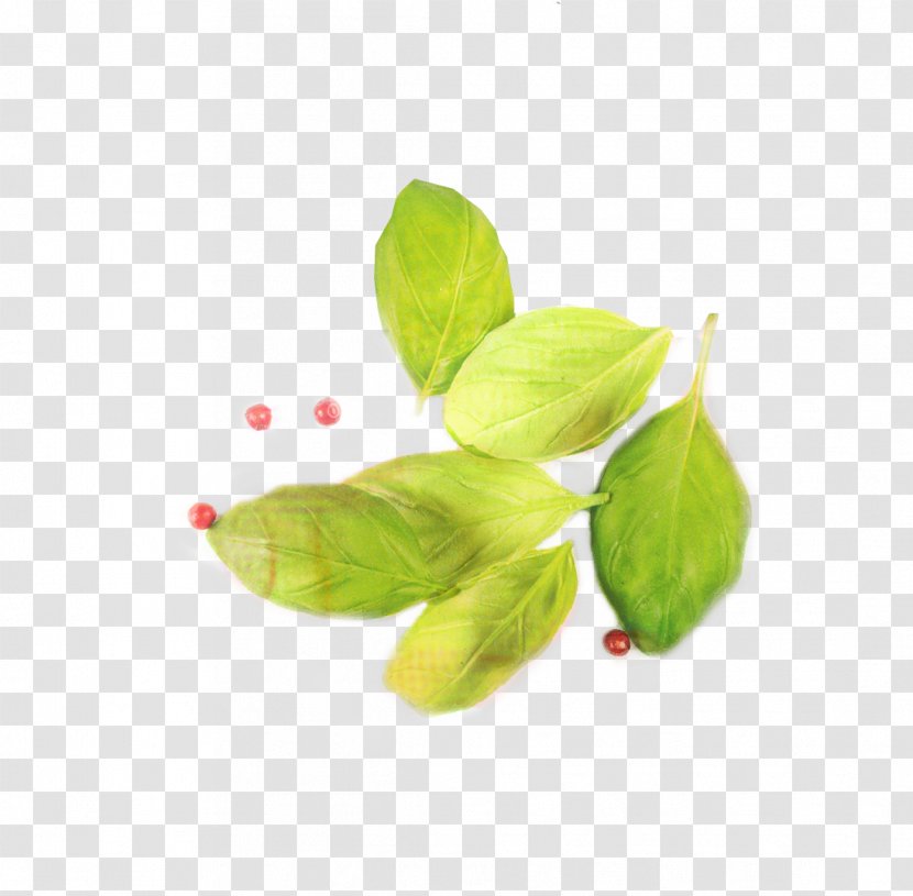 Green Leaf Background - Food Vegetable Transparent PNG