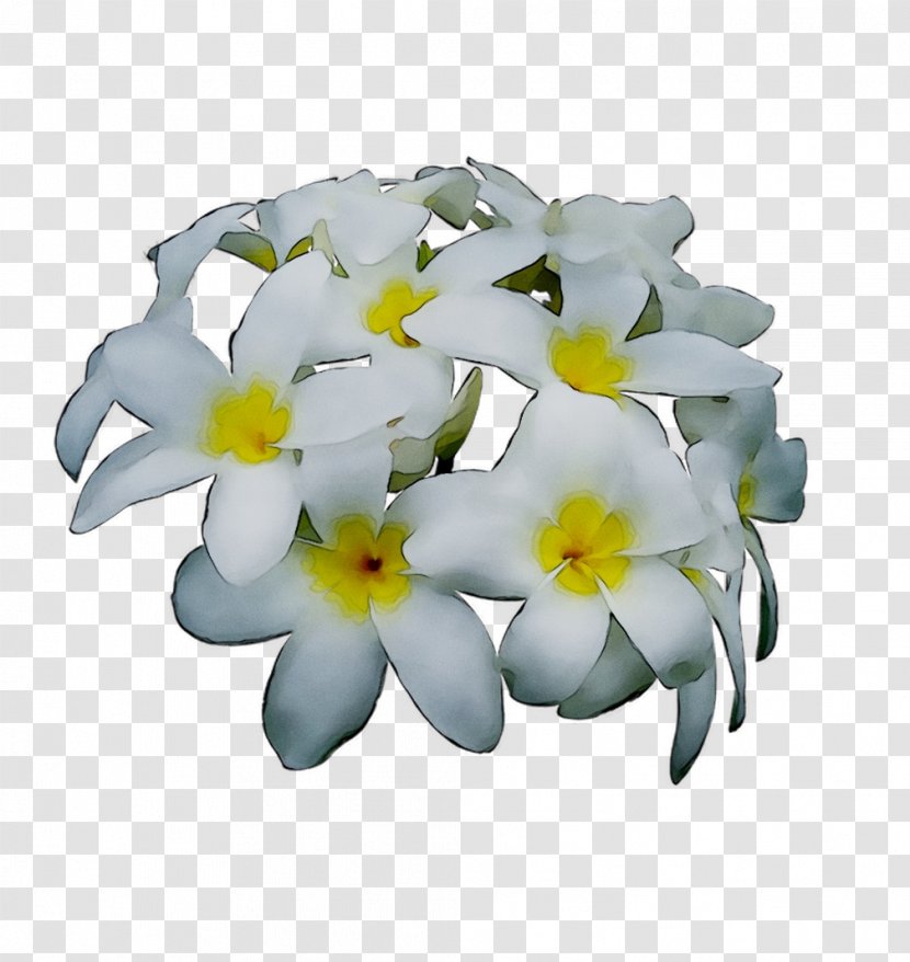 Cut Flowers Herbaceous Plant Flowering Plants - Frangipani Transparent PNG