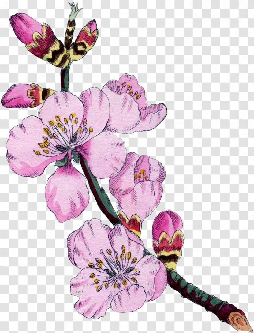 Botanical Illustration Botany Almond Blossoms Flower Transparent PNG