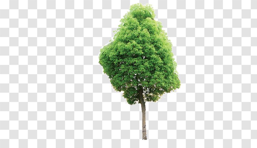 Tree Architectural Engineering Concrete Plastic Information - Woody Plant Transparent PNG