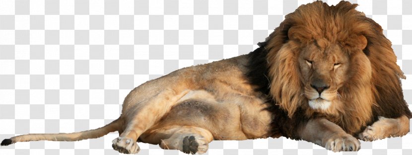 Lion Cat Northern Giraffe Animal - Dia - Animals Transparent PNG