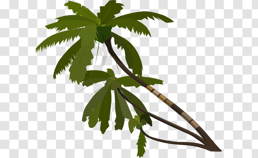 Arecaceae Tree Clip Art - Herbalism - Palm Leaves Transparent PNG