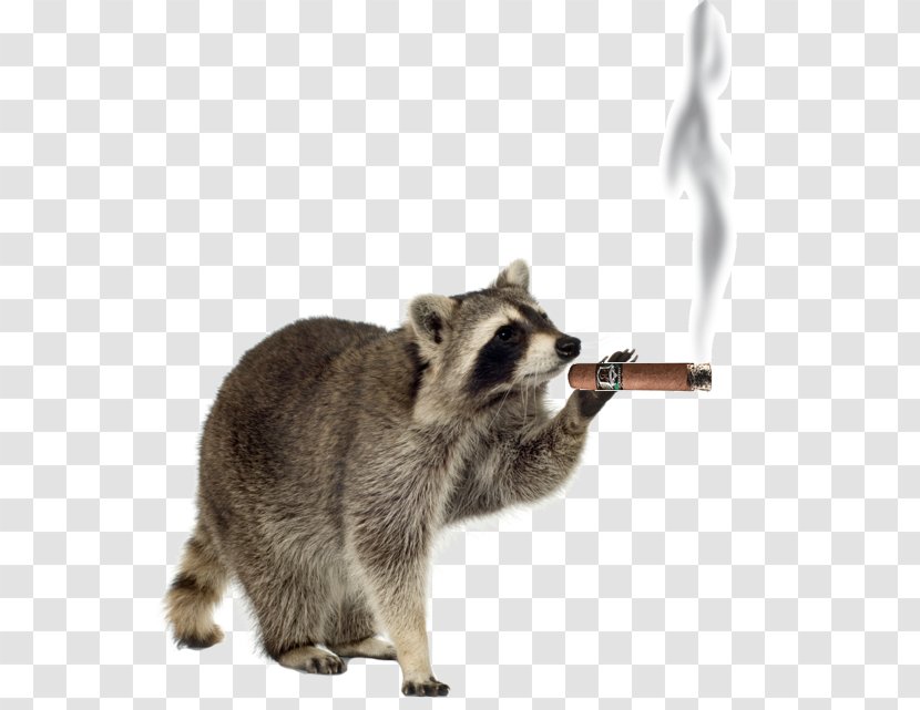 Raccoon Pest Control - Fauna Transparent PNG