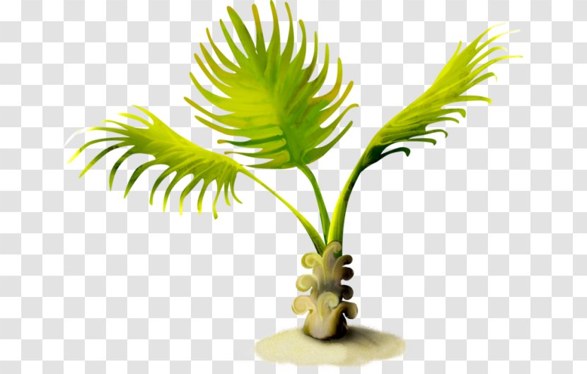 Arecaceae Summer Clip Art - Plant - Graphic Designer Transparent PNG