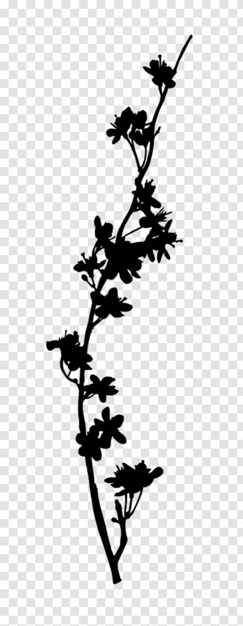 Twig Plant Stem Flower Leaf Line - Botany Transparent PNG