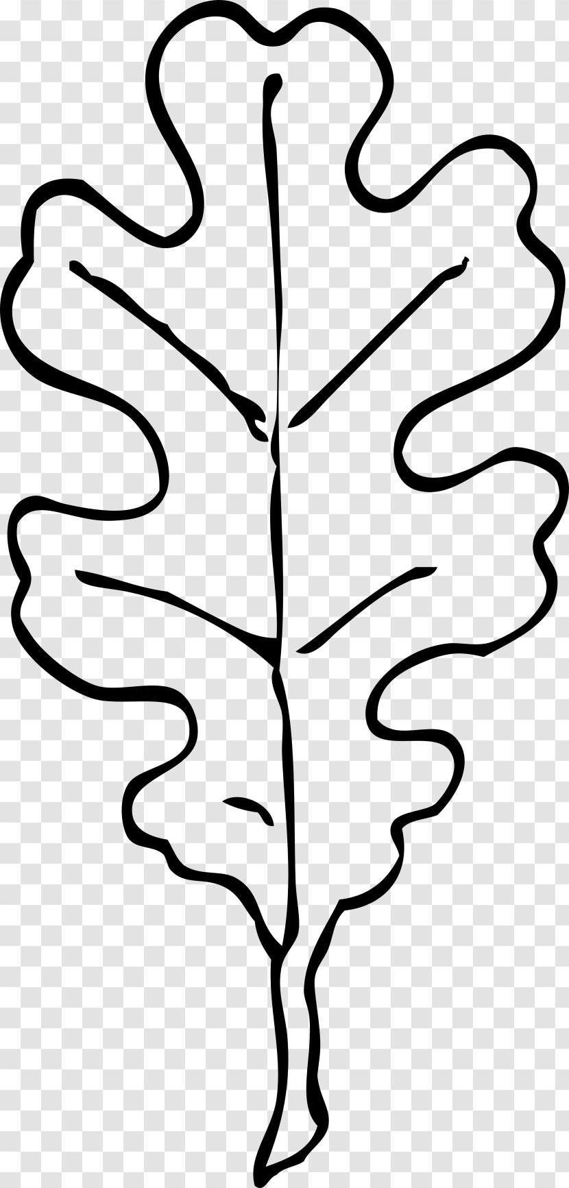 Leaf White Oak Drawing Clip Art - Symmetry - Black Transparent PNG