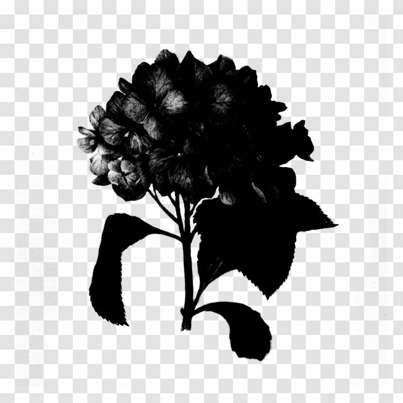 Hydrangea Abziehtattoo Black & White - Monochrome - M Rose Family Transparent PNG