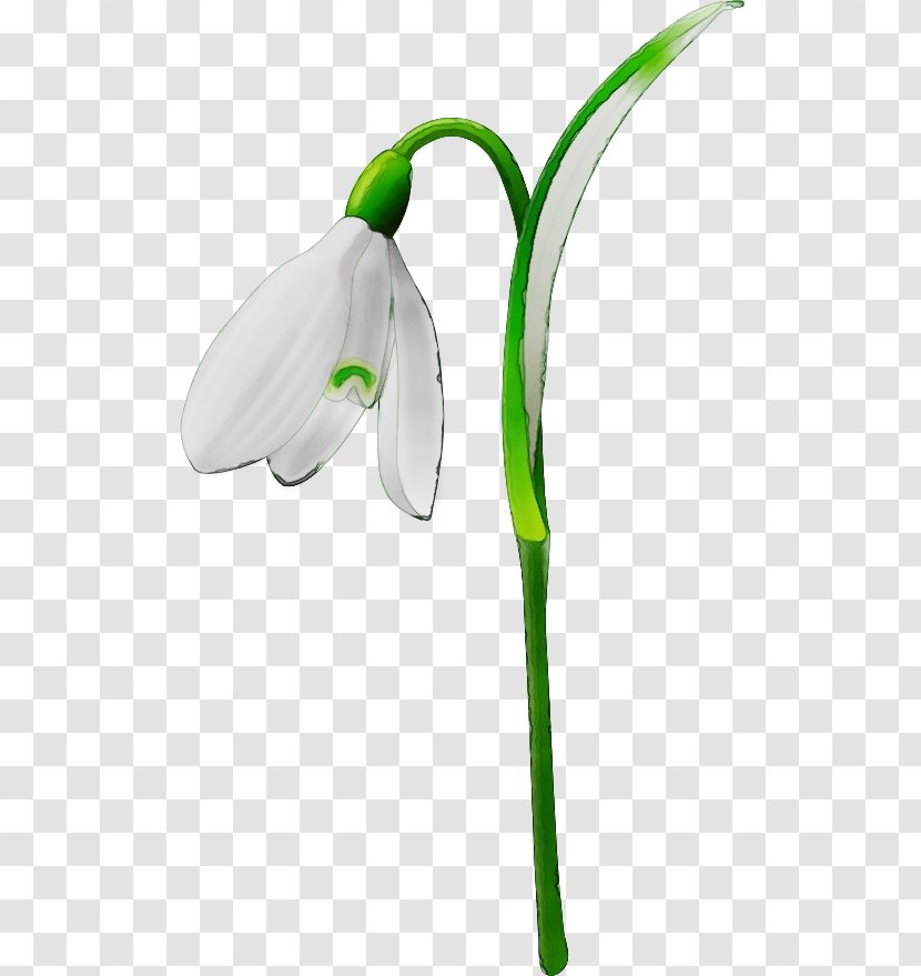 Snowdrop Flower Green Plant Galanthus - Herbaceous Arum Family Transparent PNG