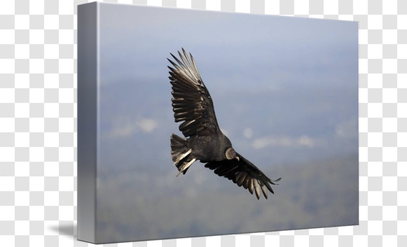 Bald Eagle Hawk Beak Feather - Bird Of Prey Transparent PNG