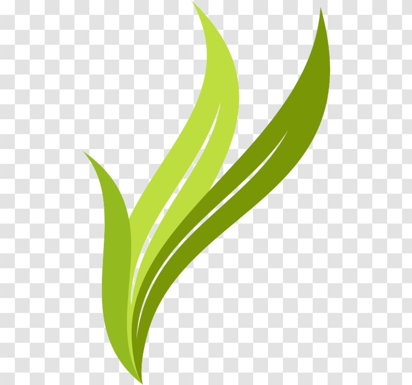 Leaf Logo Brand - Creative Leaves Transparent PNG