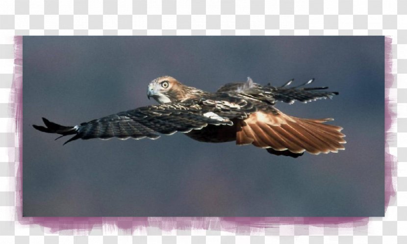 Eagle Buzzard Hawk Stock Photography Beak - Wing Transparent PNG