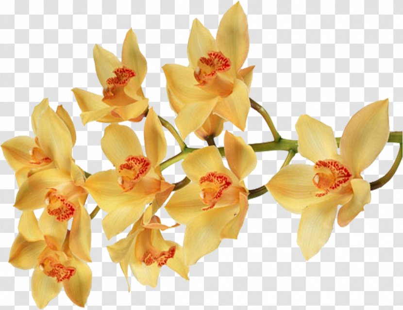 Moth Orchids Flower Color Desktop Wallpaper - Orchid Transparent PNG