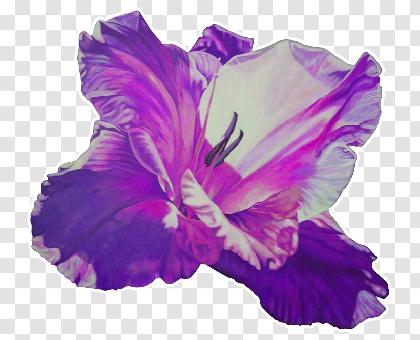 Rosemallows Violet Gladiolus Herbaceous Plant Transparent PNG