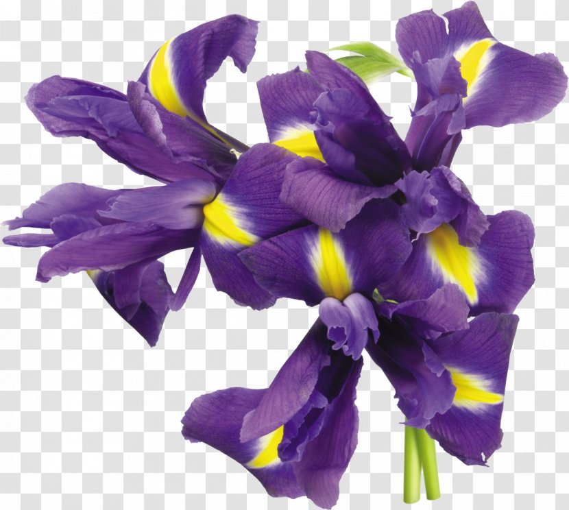 Irises Flower Plant - Wall Iris Transparent PNG