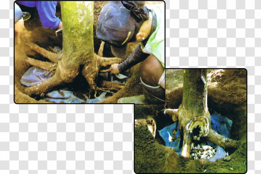 Pará Rubber Tree Reptile Rigidoporus Microporus Natural - Com Transparent PNG