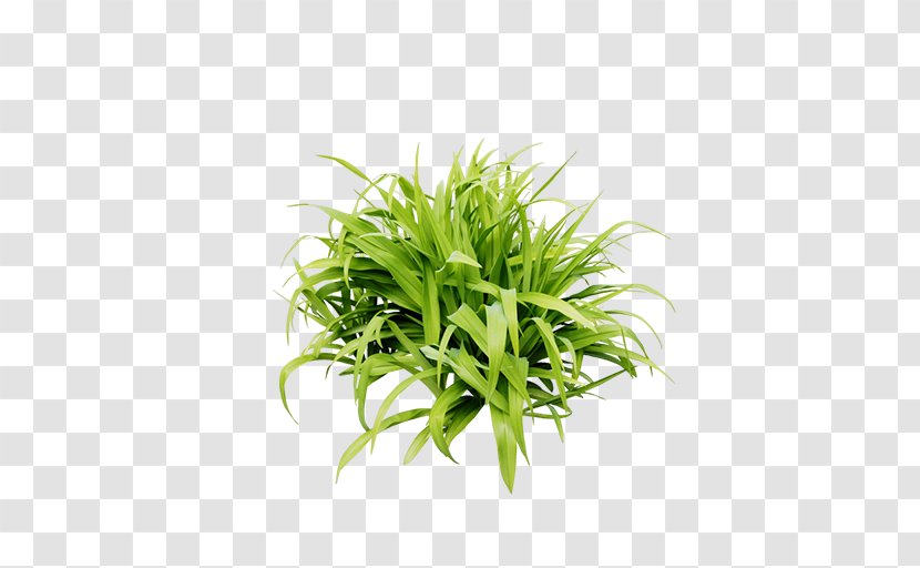 Lawn Grass - Grasgroen - A Bunch Of Green Transparent PNG