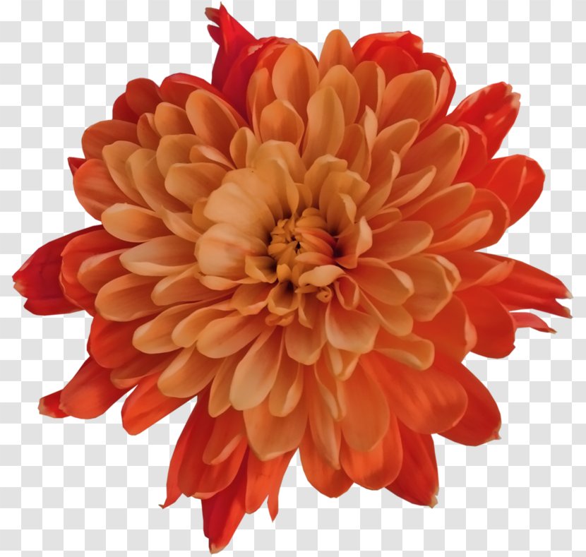 Dahlia Orange - Flowering Plant - Daisy Family Transparent PNG