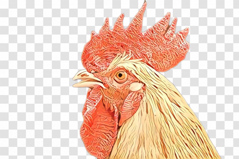 Chicken Rooster Bird Comb Beak - Fowl - Livestock Transparent PNG