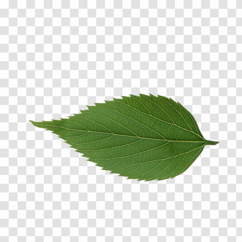 Leaf Avatar Icon - Search Engine Transparent PNG