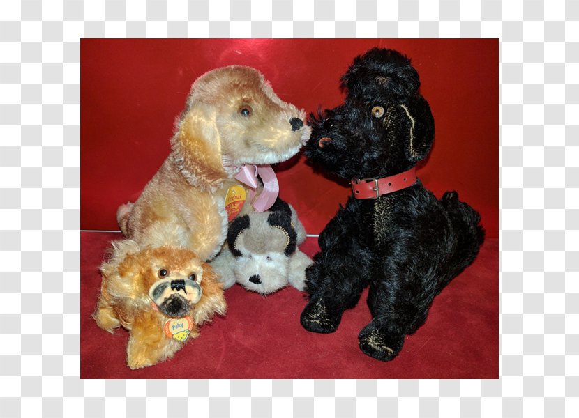 Miniature Poodle Standard Schnoodle Cockapoo Goldendoodle - Puppy Transparent PNG
