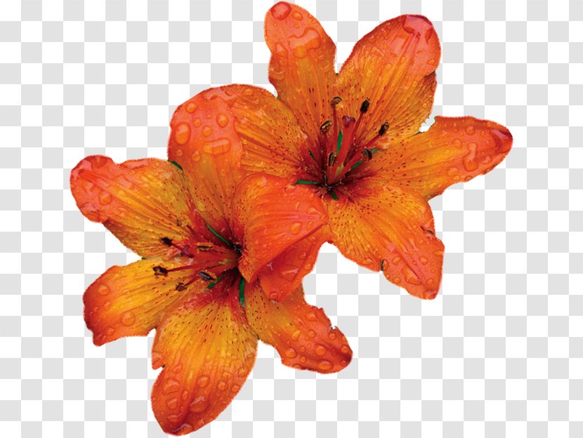 Orange Lily Petal Flower France Télécom Transparent PNG