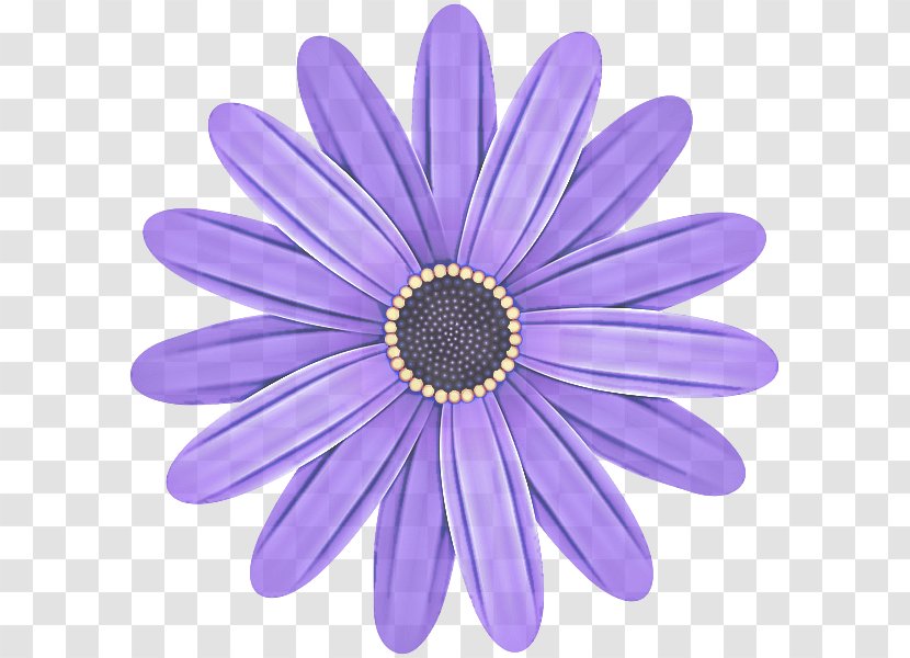 Lavender - Plant - Barberton Daisy Transparent PNG