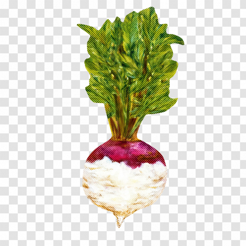 Leaf Vegetable Vegetable Radish-m Superfood Flowerpot Transparent PNG