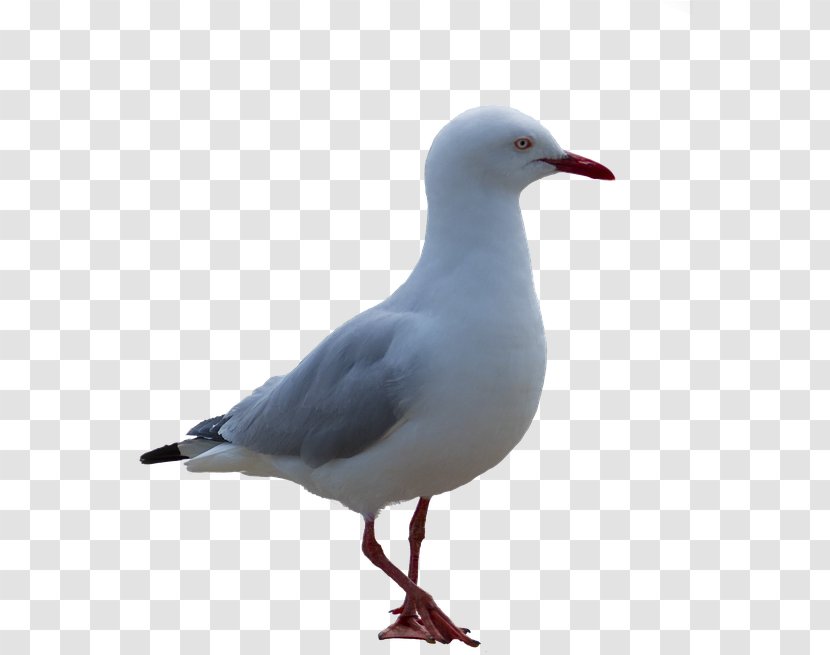 Poster Background - Bird - Water Western Gull Transparent PNG